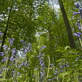 Hallerbos 